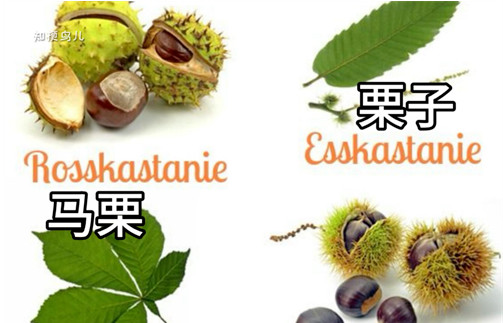 路遥知马栗是什么梗?路边的野果你不要吃